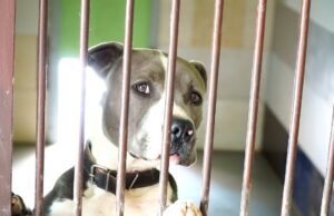 Problemy w szczecineckim schronisku?