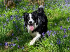 Zwierzę w kamerze #17 – Kleszcze