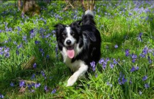 Zwierzę w kamerze #17 – Kleszcze