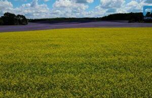 Rzepak i facelia w okolicach Barwic – dron 4K