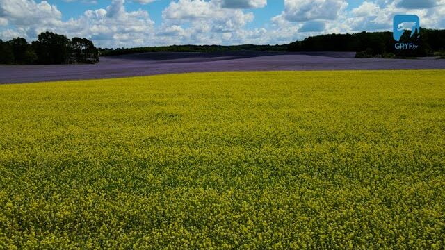 Rzepak i facelia w okolicach Barwic – dron 4K