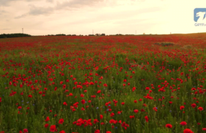Dron 4K – Maki na przedpolach Szczecinka