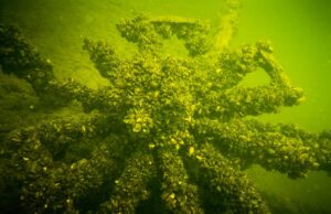 Niezwykłe znalezisko Mureny