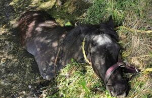 Na ratunek… koniowi