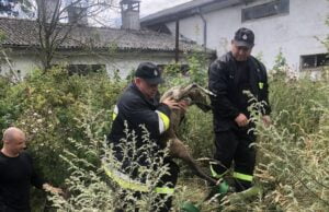 Strażacy na pomoc sarence