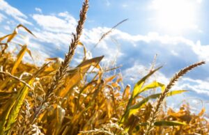 Przed nami 3 dni upałów