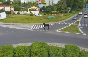 Ciekawski koń spaceruje po Szczecinku