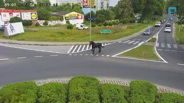 Ciekawski koń spaceruje po Szczecinku