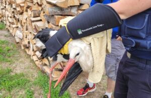 Amator metali, pomoc ptakom, wandal i groźna bójka