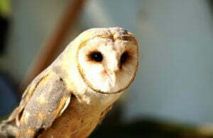 Jarmark Słowiański w Barwicach