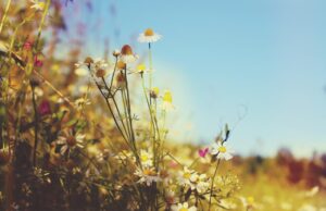 Czekają nas upały do 36°C