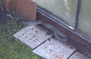 Nieproszony gość w ogrodzie