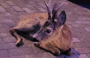 Na pomoc zwierzakom, w tym kociętom w śmietniku…