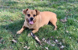 Dziś obchodzimy Dzień Kundelka