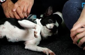 Zwierzę w kamerze #18 – Jesień u czworonogów