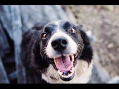 Zwierzę w kamerze #20 – Pytania od widzów, czyli Q&A