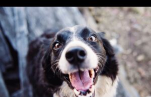 Zwierzę w kamerze #20 – Pytania od widzów, czyli Q&A