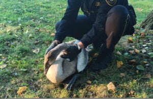 Na pomoc braciom mniejszym