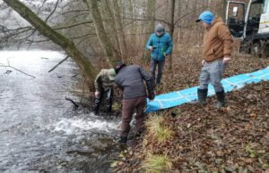 Narybek w Trzesiecku i Wilczkowie