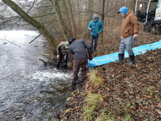 Narybek w Trzesiecku i Wilczkowie