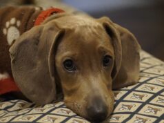 To ostatni moment, aby zadbać o czworonoga przed sylwestrem!