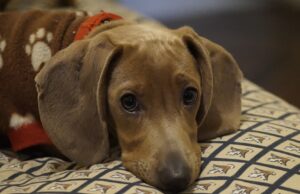 To ostatni moment, aby zadbać o czworonoga przed sylwestrem!