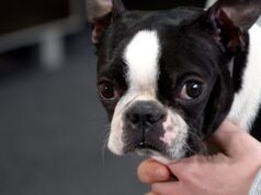 Zwierzę w kamerze #21 – Wiosna u czworonogów