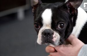 Zwierzę w kamerze #21 – Wiosna u czworonogów