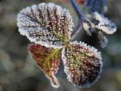 Przymrozek w regionie