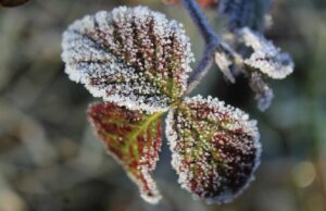 Przymrozek w regionie