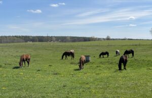 Dziś Ogólnopolski Dzień Konia