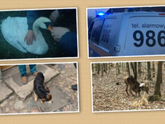 Strażnicy miejscy pomagają zwierzętom