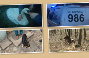 Strażnicy miejscy pomagają zwierzętom