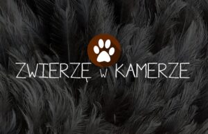 Zwierzę w kamerze #22 – Pasożyty