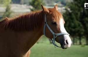 Ogólnopolski Dzień Konia