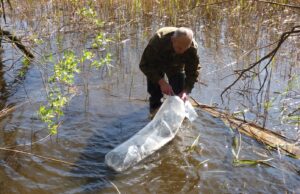 Narybek Węgorza już w Trzesiecku i Wilczkowie