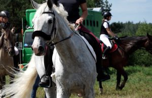 Zawody konne w Biskupicach