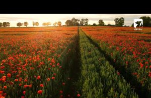 Maki na polach przed Gałowem – dron 4K