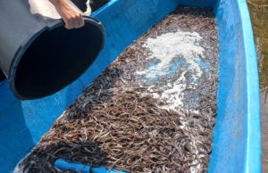 Zarybianie jeziora Wierzchowo