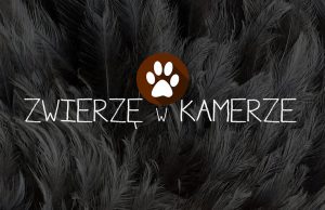 Zwierzę w kamerze #23 – Akcesoria na lato