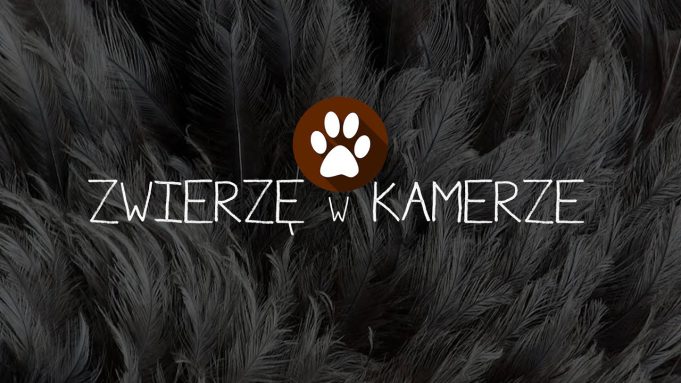 Zwierzę w kamerze #23 – Akcesoria na lato