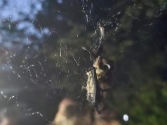 Nietoperzowy wieczór w Nadleśnictwie Szczecinek