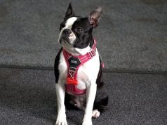 Zwierzę w kamerze #24 – Obroża kontra szelki