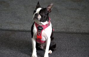 Zwierzę w kamerze #24 – Obroża kontra szelki