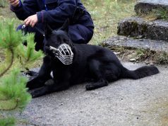 Ogólnopolskie szkolenie psów służbowych w ZK Czarne