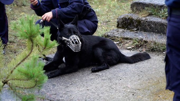 Ogólnopolskie szkolenie psów służbowych w ZK Czarne