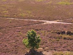 Rezerwat przyrody Diabelskie Pustacie – dron 4K