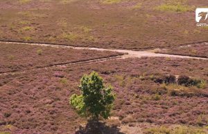 Rezerwat przyrody Diabelskie Pustacie – dron 4K