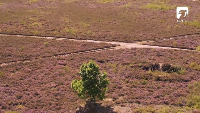 Rezerwat przyrody Diabelskie Pustacie – dron 4K