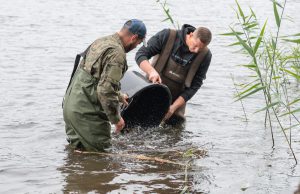 Węgorz i lin w Trzesiecku